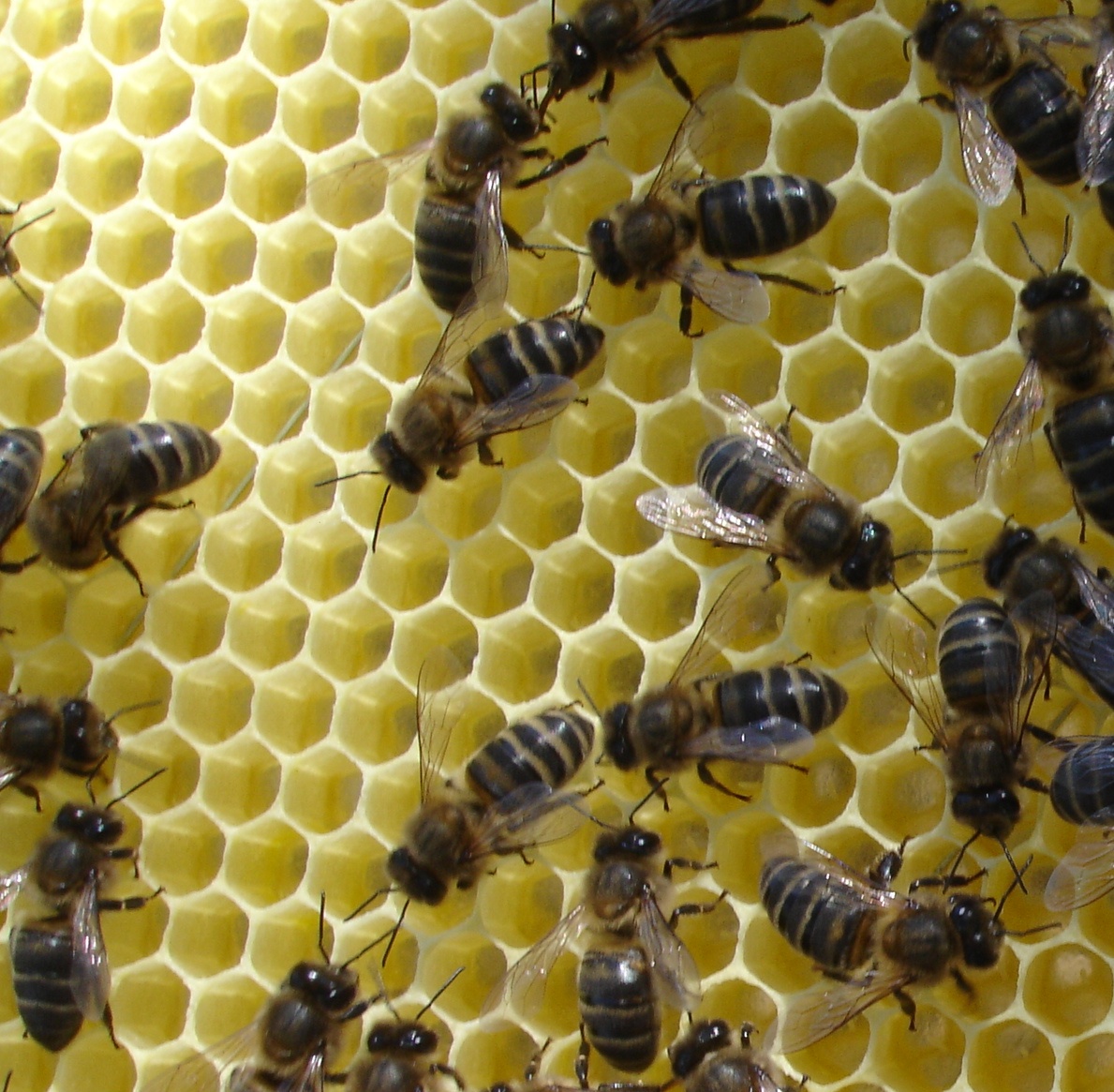 Fotografia Apispax – alvéolo