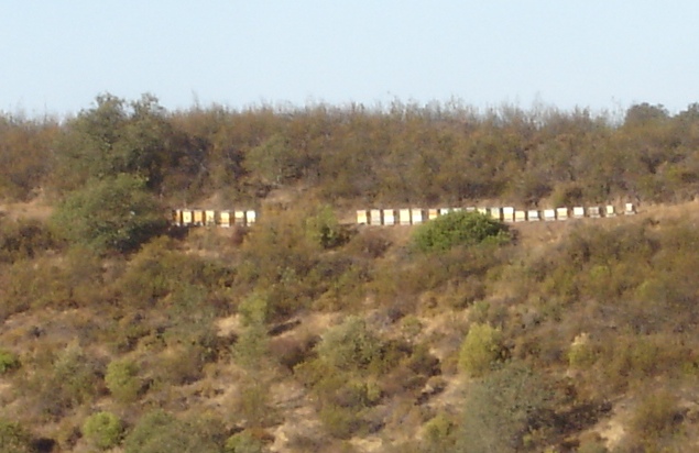 Fotografia Apispax – apiário