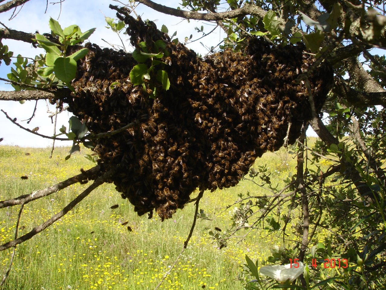Fotografia Apispax – enxame