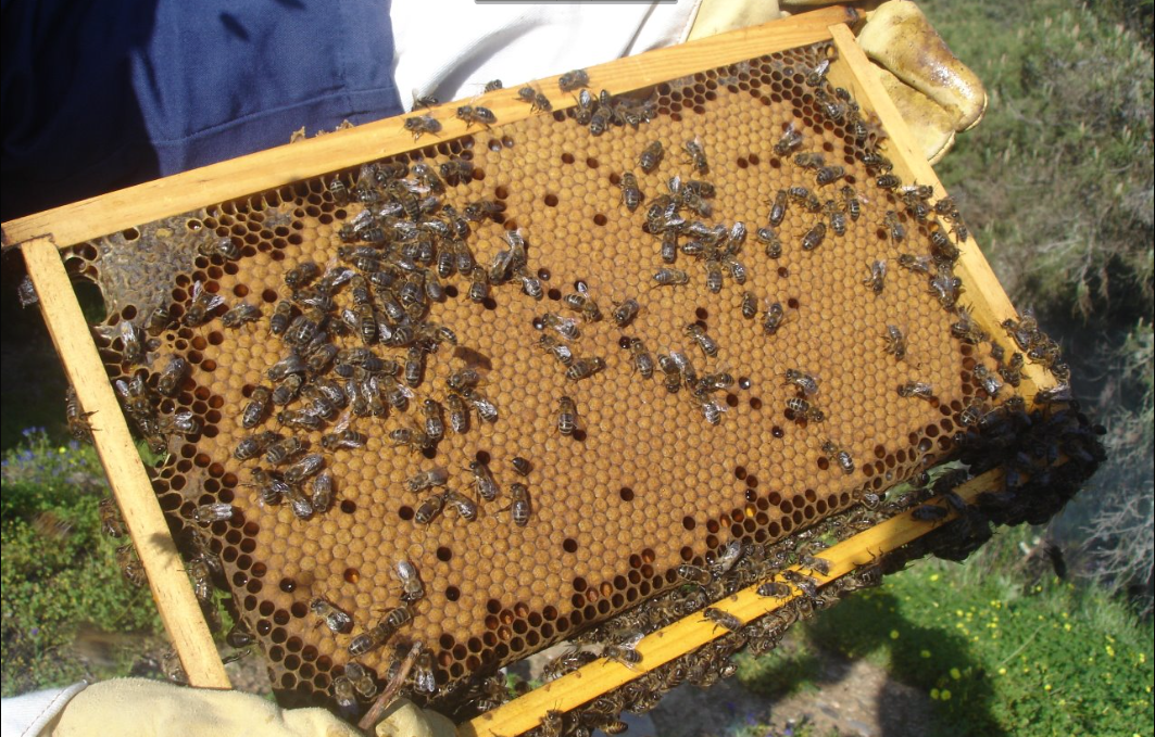 Apicultor a inspecionar um quadro de abelhas num apiário